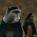 Uganda Rwanda Gorilla Itinerary: 7, 10 or 14 Days -- Photo by Mad Knoxx Deluxe on Pexels
