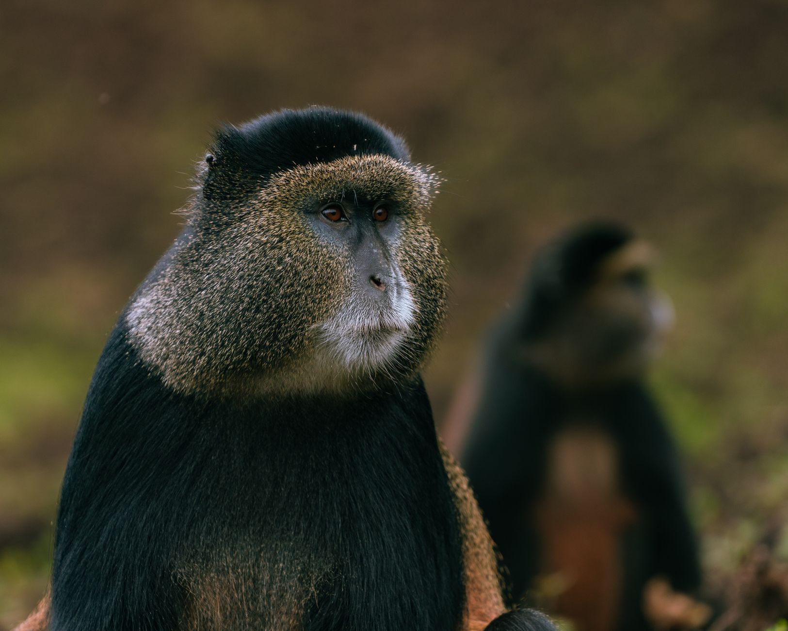 Uganda Rwanda Gorilla Itinerary: 7, 10 or 14 Days -- Photo by Mad Knoxx Deluxe on Pexels