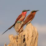 Tsavo Safari Birding Checklist: 50 Birds to Spot -- Photo by Derek Keats on Pexels