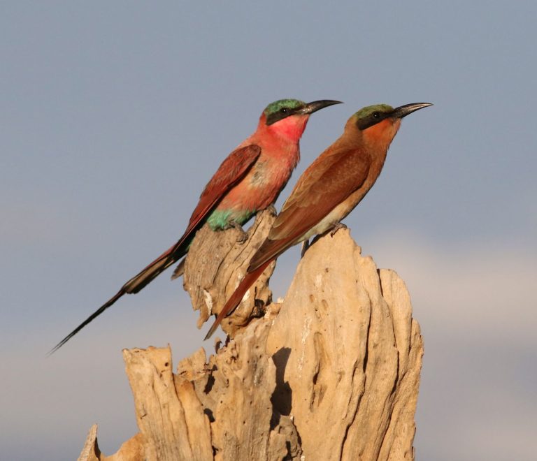 Tsavo Safari Birding Checklist: 50 Birds to Spot -- Photo by Derek Keats on Pexels