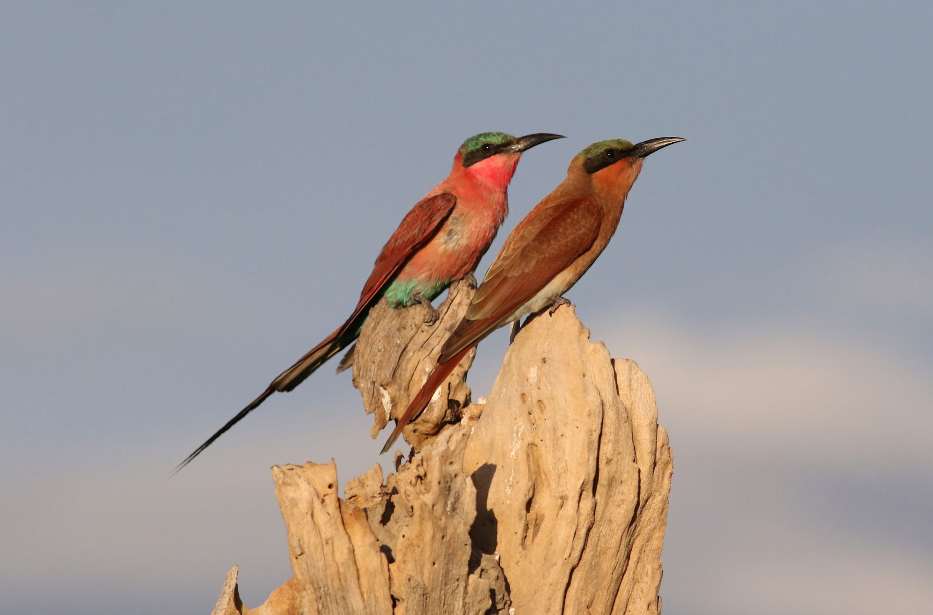 Tsavo Safari Birding Checklist: 50 Birds to Spot -- Photo by Derek Keats on Pexels