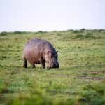 Queen Elizabeth vs Murchison Falls: Best Safari Park -- Photo by Hugo Sykes on Pexels