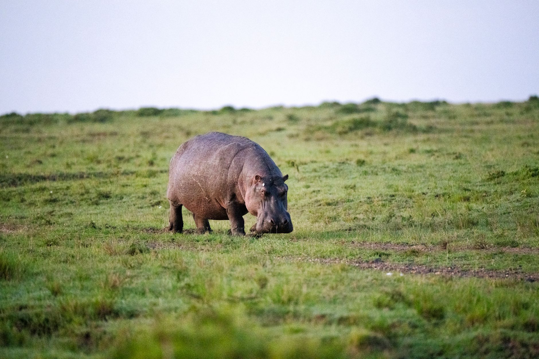 Queen Elizabeth vs Murchison Falls: Best Safari Park -- Photo by Hugo Sykes on Pexels