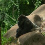 Bwindi Gorilla Trek Sector Comparison: Pick Your Base -- Photo by Jerson Martins on Pexels