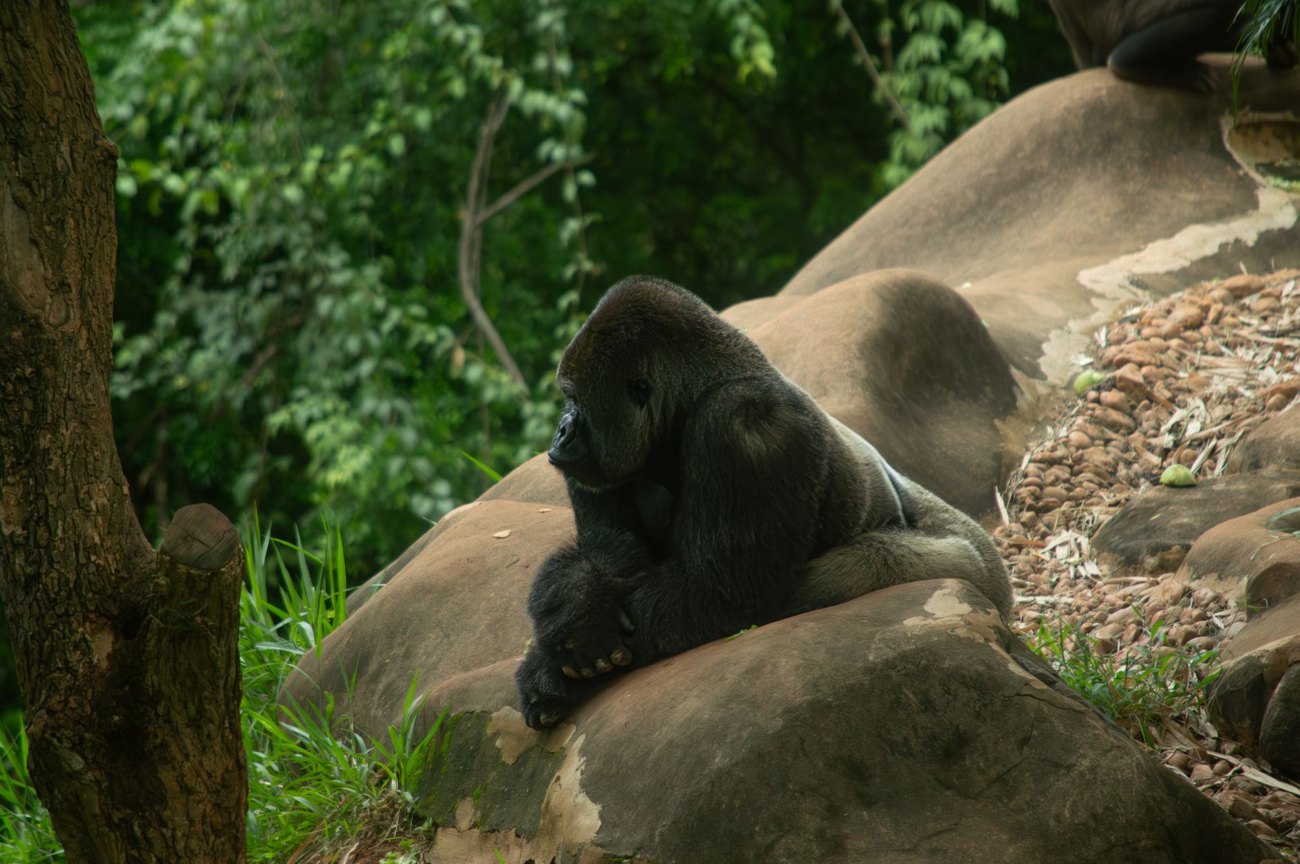 Bwindi Gorilla Trek Sector Comparison: Pick Your Base -- Photo by Jerson Martins on Pexels