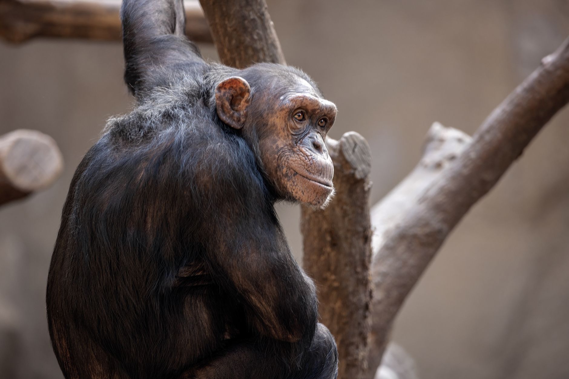 Uganda Chimpanzee Trekking Cost: 2026 Fees Compared -- Photo by Antonio Friedemann on Pexels