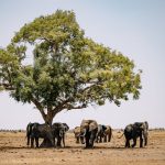 Murchison Falls Safari Family Itinerary: 4 Days -- Photo by ROMAN ODINTSOV on Pexels