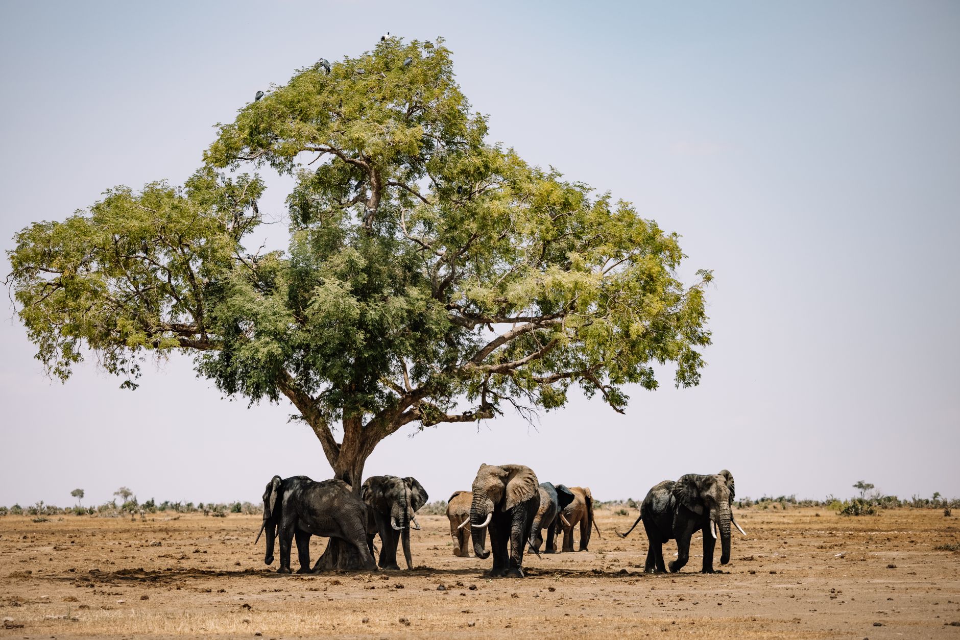Murchison Falls Safari Family Itinerary: 4 Days -- Photo by ROMAN ODINTSOV on Pexels