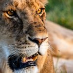 Masai Mara Safari Vehicle Types: Choose the Right 4x4 -- Photo by Mr Sketch on Pexels