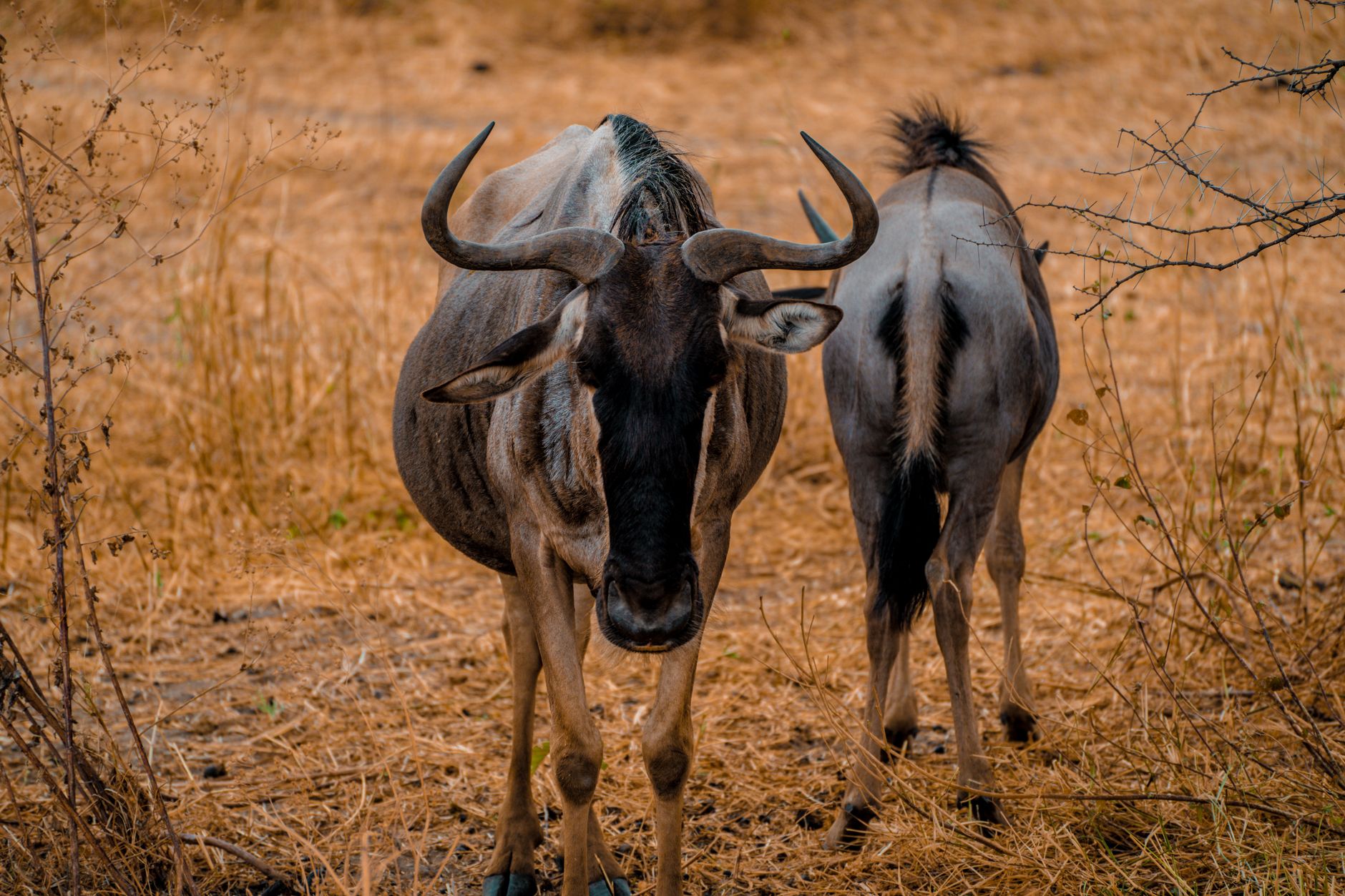 Ngorongoro Safari Clothing Layers: What to Pack -- Photo by Alex Levis on Pexels