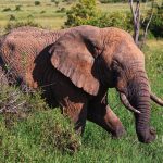 Tsavo Safari Cost Inclusions: 10 Items to Check -- Photo by Image Noise on Pexels
