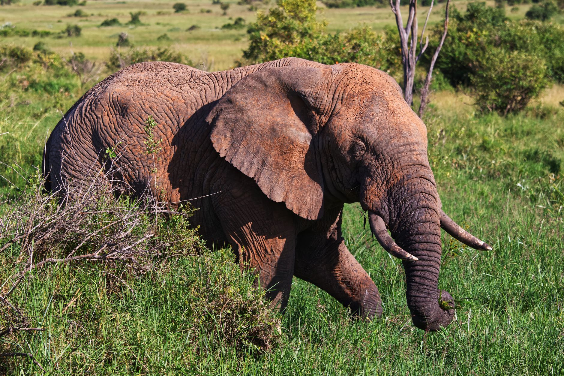 Tsavo Safari Cost Inclusions: 10 Items to Check -- Photo by Image Noise on Pexels
