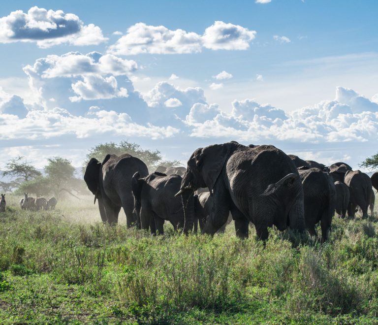 Serengeti Safari Toilet Breaks: What to Expect -- Photo by Ákos Helgert on Pexels