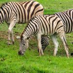 Lake Nakuru Safari Picnic Lunch: Best Family Stops -- Photo by Diego F. Parra on Pexels