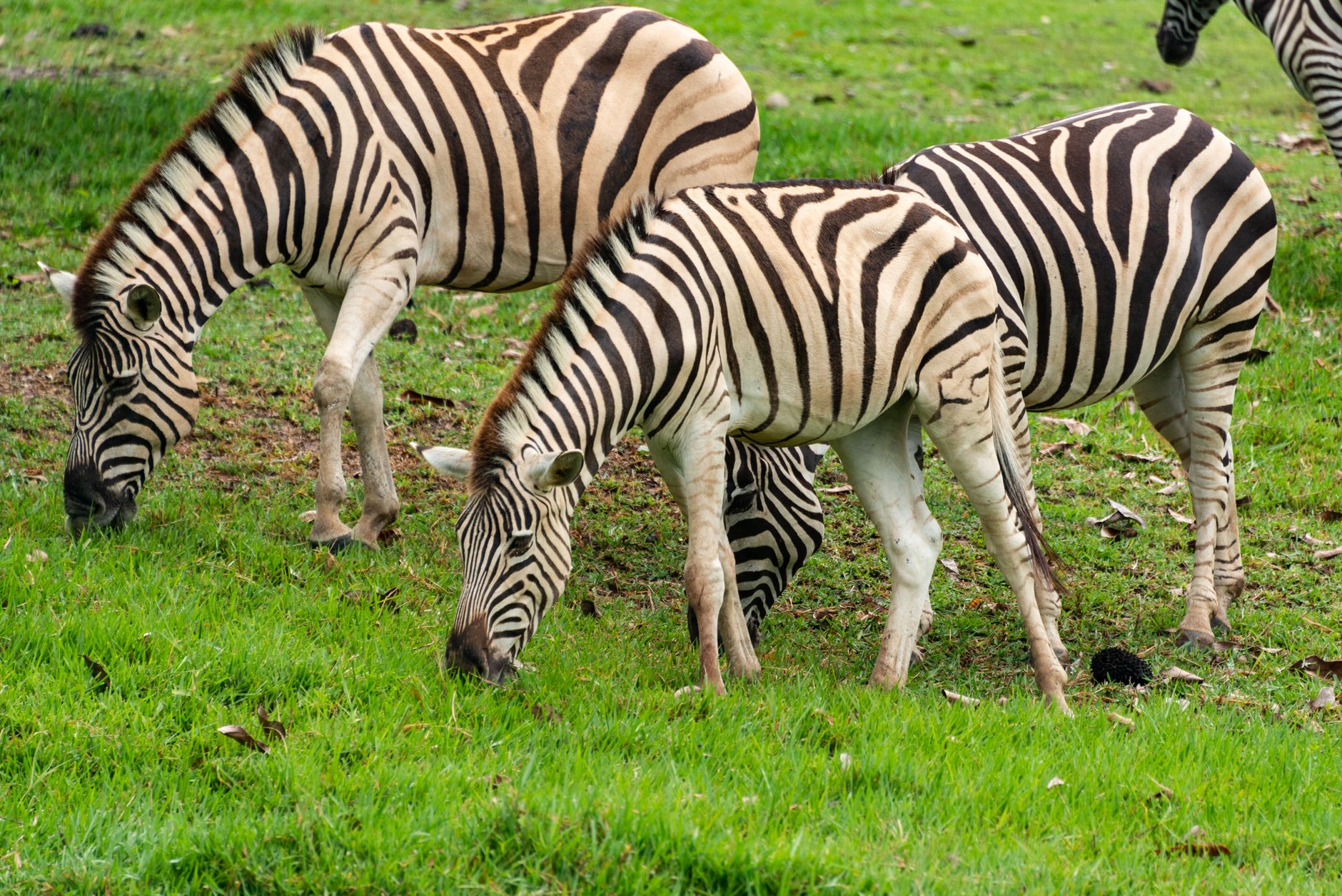 Lake Nakuru Safari Picnic Lunch: Best Family Stops -- Photo by Diego F. Parra on Pexels