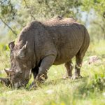 Ol Pejeta: Who Can Join Rhino Tracking? Age & Cost -- Photo by Hugo Sykes on Pexels