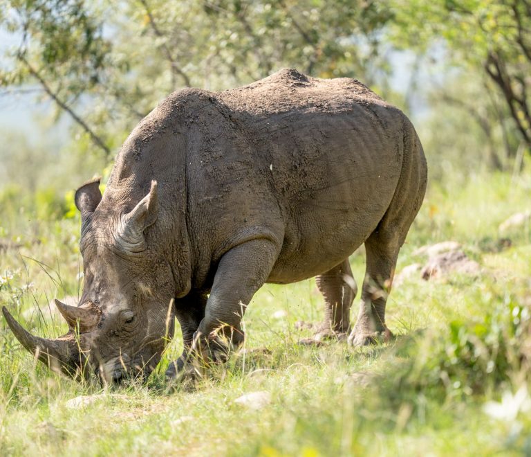 Ol Pejeta: Who Can Join Rhino Tracking? Age & Cost -- Photo by Hugo Sykes on Pexels