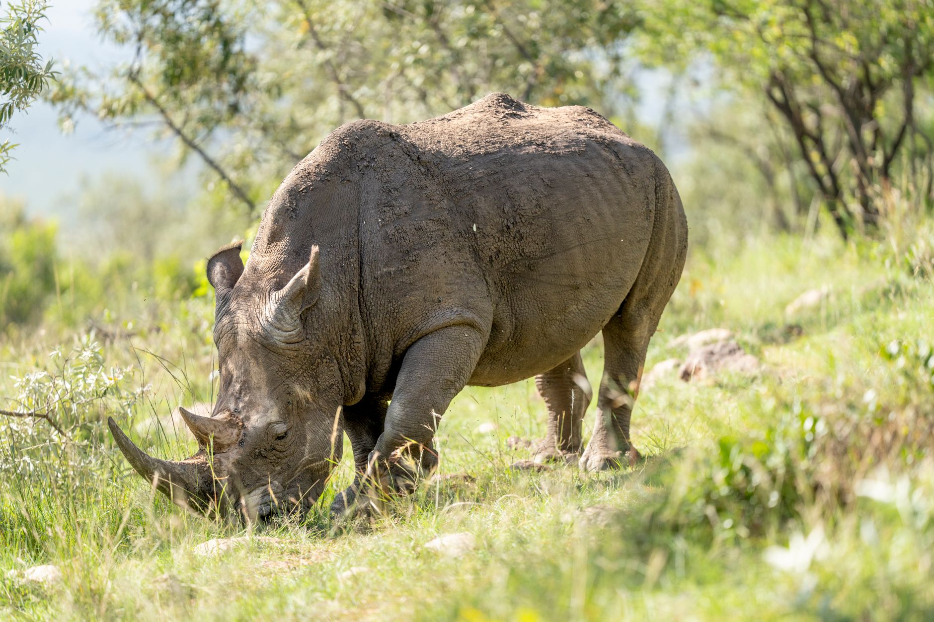 Ol Pejeta: Who Can Join Rhino Tracking? Age & Cost -- Photo by Hugo Sykes on Pexels