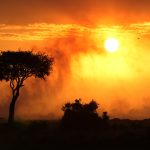 Masai Mara: What Happens at Night? Wildlife Revealed -- Photo by Image Noise on Pexels