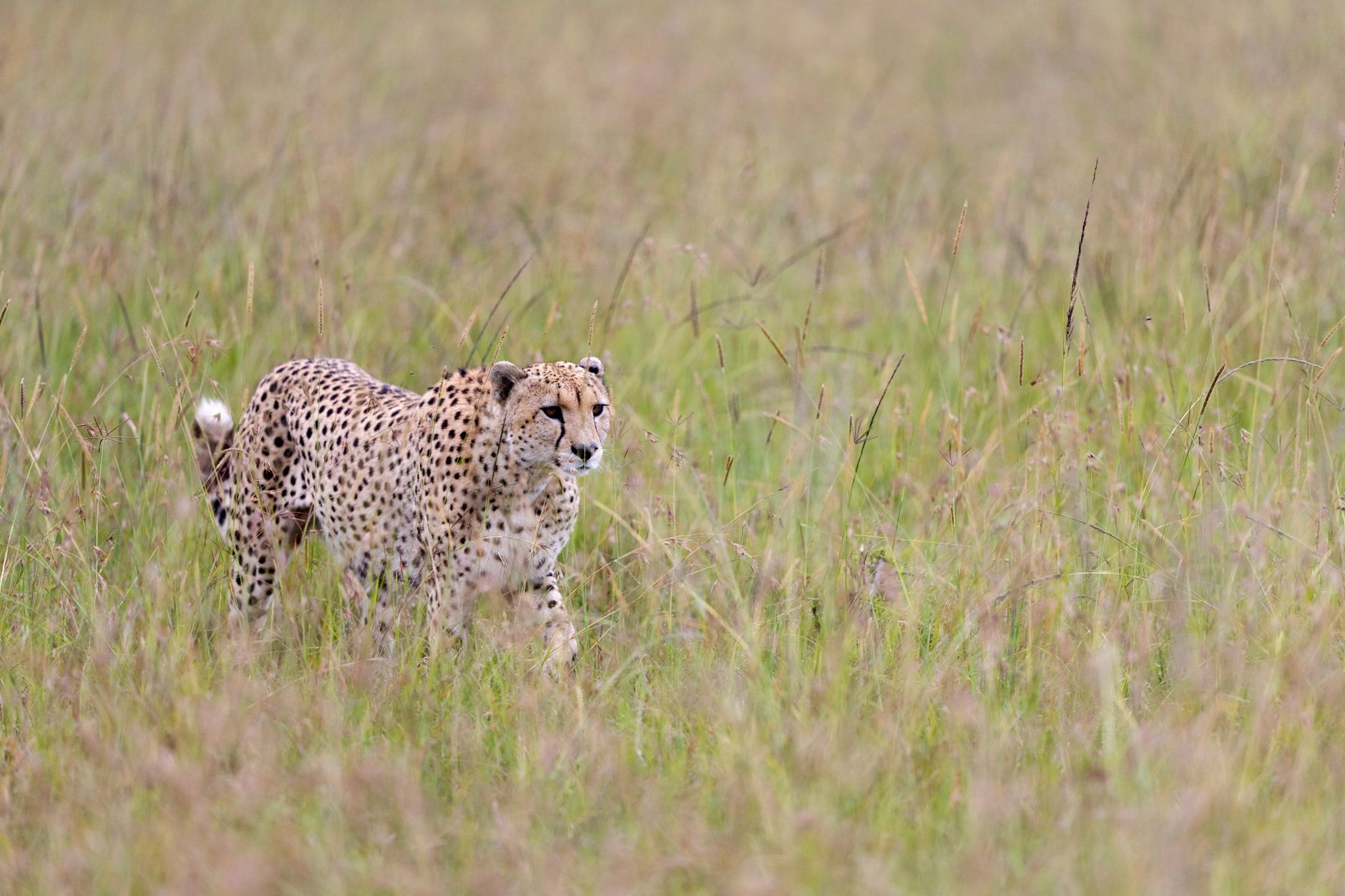 Serengeti Safari Charging Camera Batteries: 5 Power Tips -- Photo by Hugo Sykes on Pexels