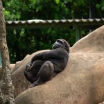 Bwindi Gorilla Trek Age Limit: The 15-Year Rule Explained -- Photo by Jerson Martins on Pexels