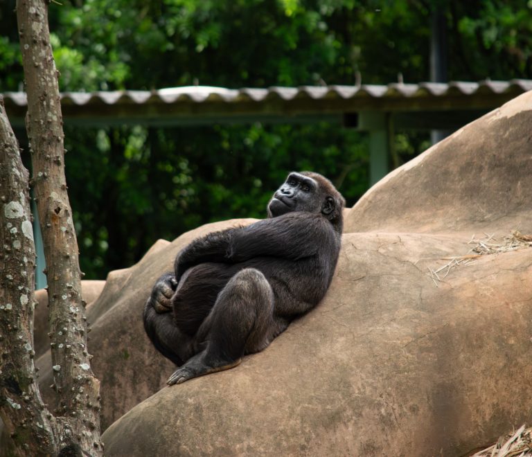 Bwindi Gorilla Trek Age Limit: The 15-Year Rule Explained -- Photo by Jerson Martins on Pexels