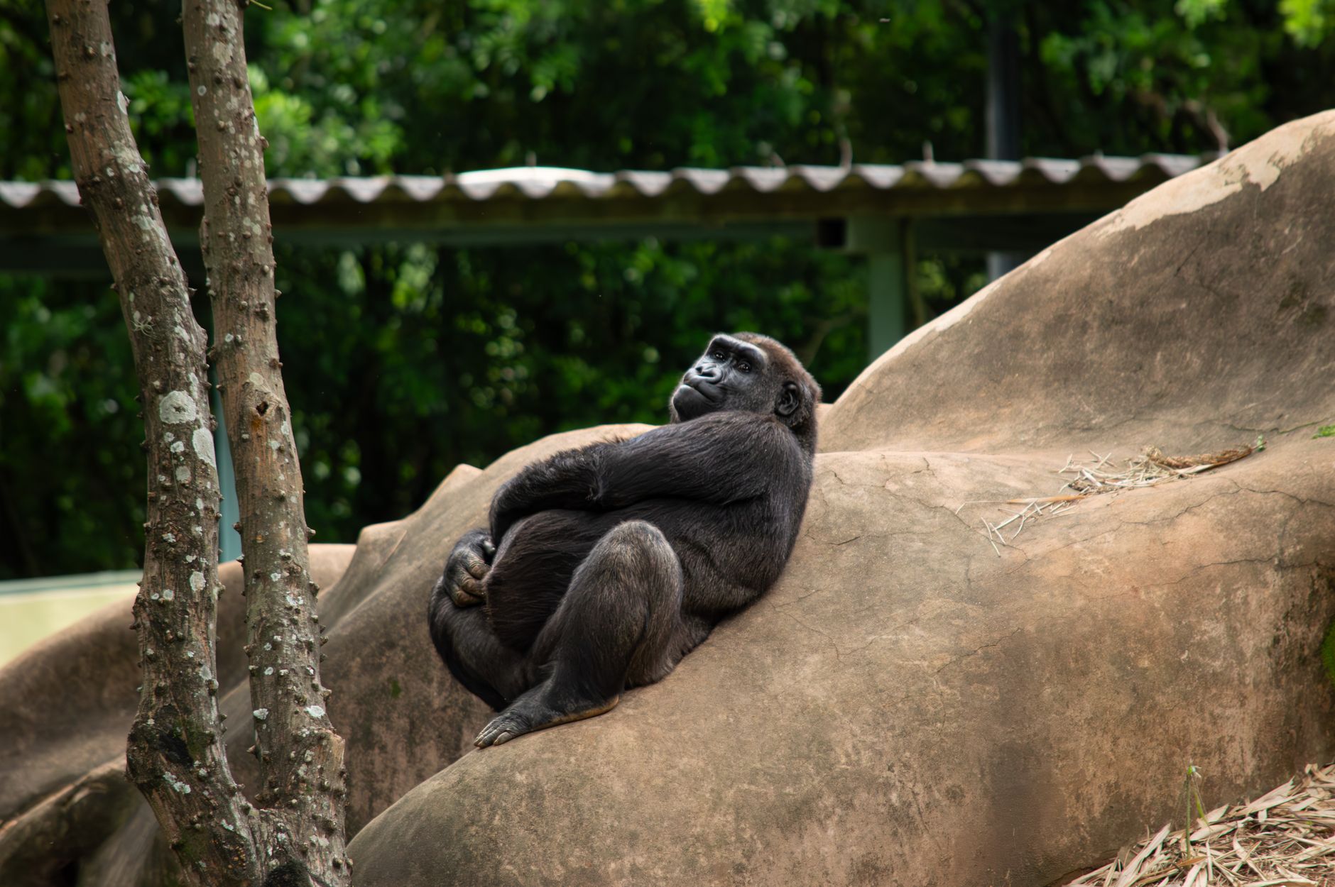 Bwindi Gorilla Trek Age Limit: The 15-Year Rule Explained -- Photo by Jerson Martins on Pexels
