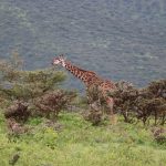 Volcanoes National Park Altitude Effects: Trek Smarter -- Photo by Valerie Sutton on Pexels