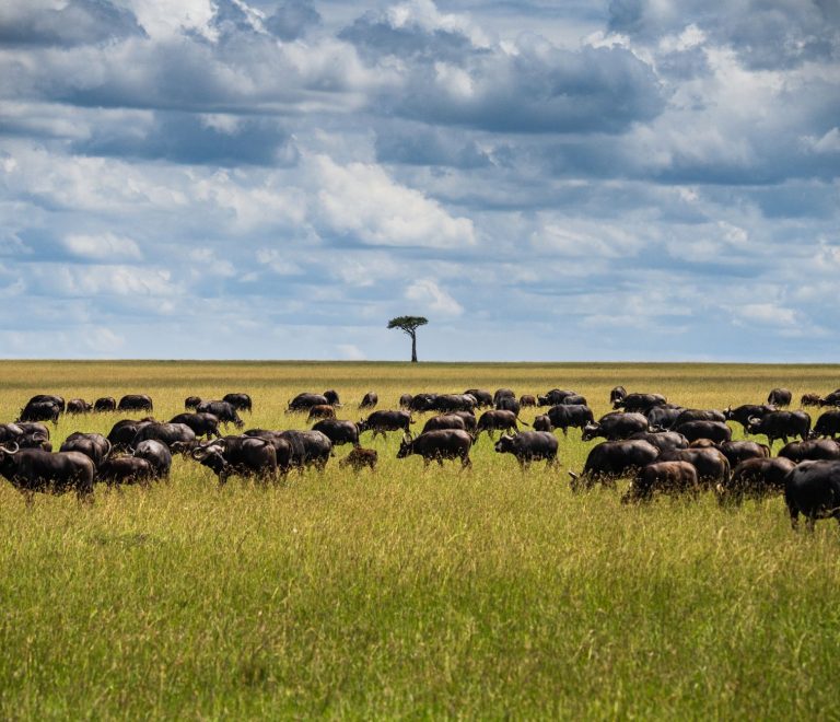 Kenya Safari Community Conservancy Tourism Benefits: 6 Ways -- Photo by Lloyd Alozie on Pexels