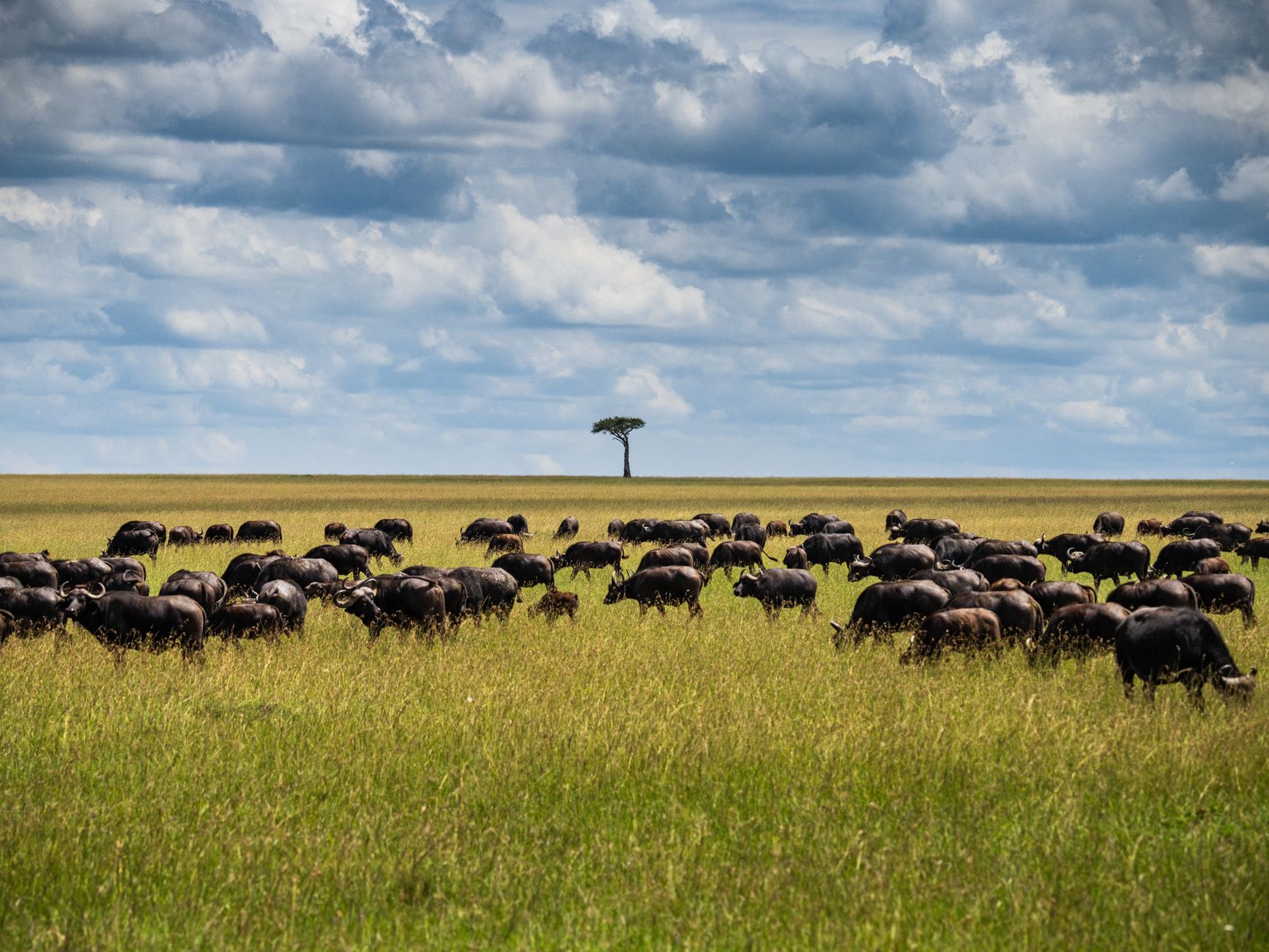 Kenya Safari Community Conservancy Tourism Benefits: 6 Ways -- Photo by Lloyd Alozie on Pexels