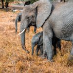 Tarangire Dry Season Elephant Behavior: 7 Key Facts -- Photo by Alex Levis on Pexels