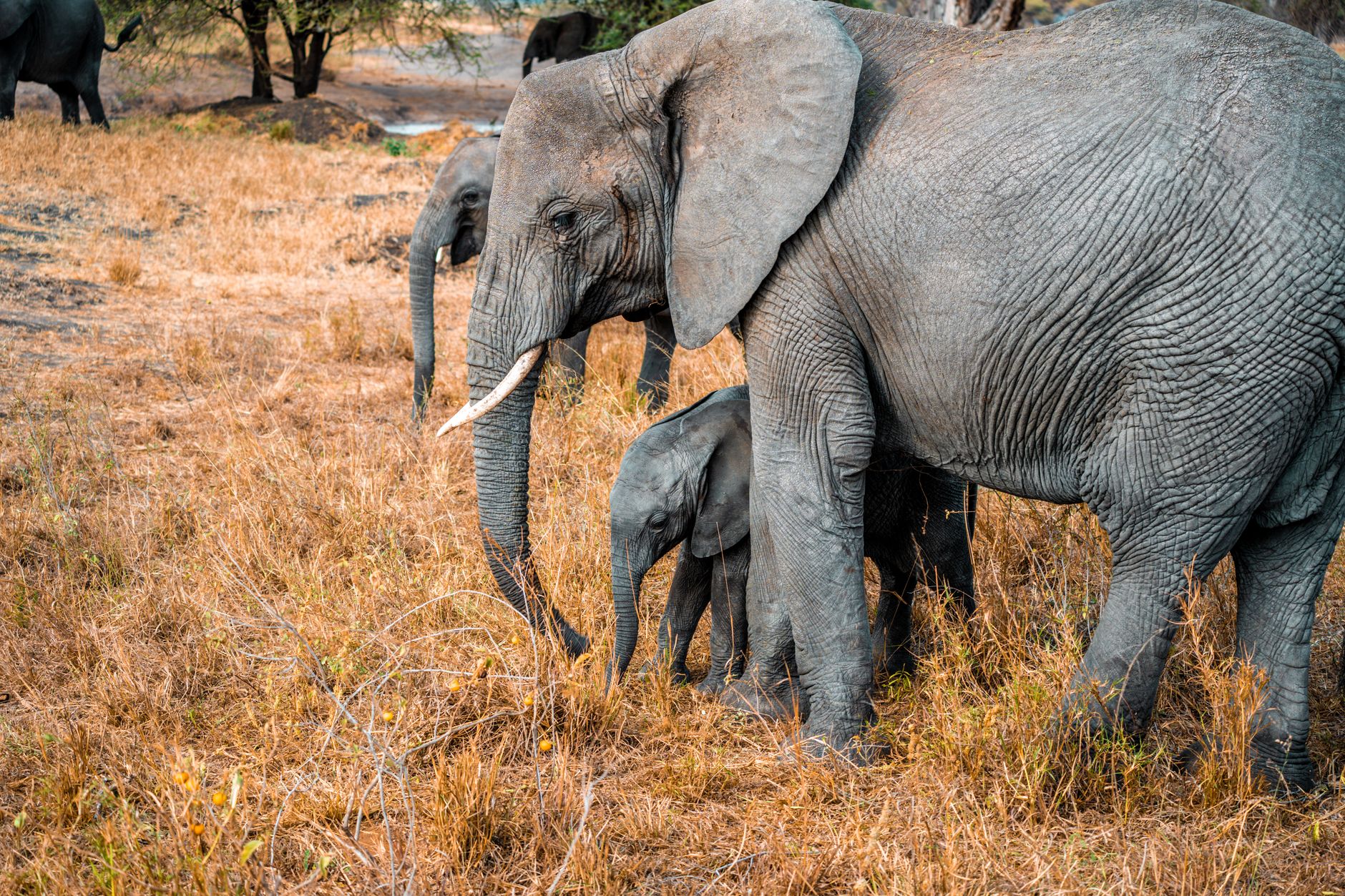 Tarangire Dry Season Elephant Behavior: 7 Key Facts -- Photo by Alex Levis on Pexels