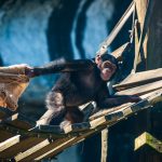 Kibale Chimpanzee Trek Age Limit: 12 Years, No Maximum -- Photo by Klub Boks on Pexels