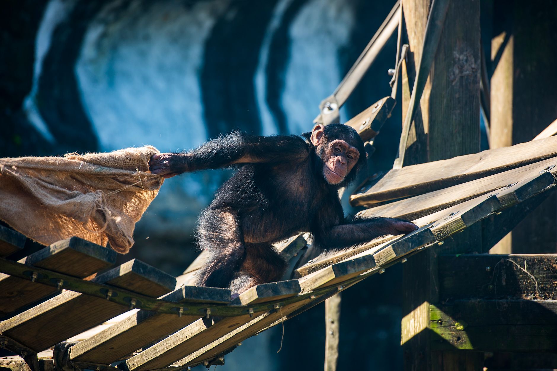 Kibale Chimpanzee Trek Age Limit: 12 Years, No Maximum -- Photo by Klub Boks on Pexels