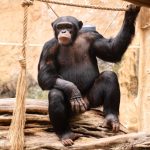 Kibale vs Nyungwe Chimp Trek: Best Park for You -- Photo by Atlantic Ambience on Pexels