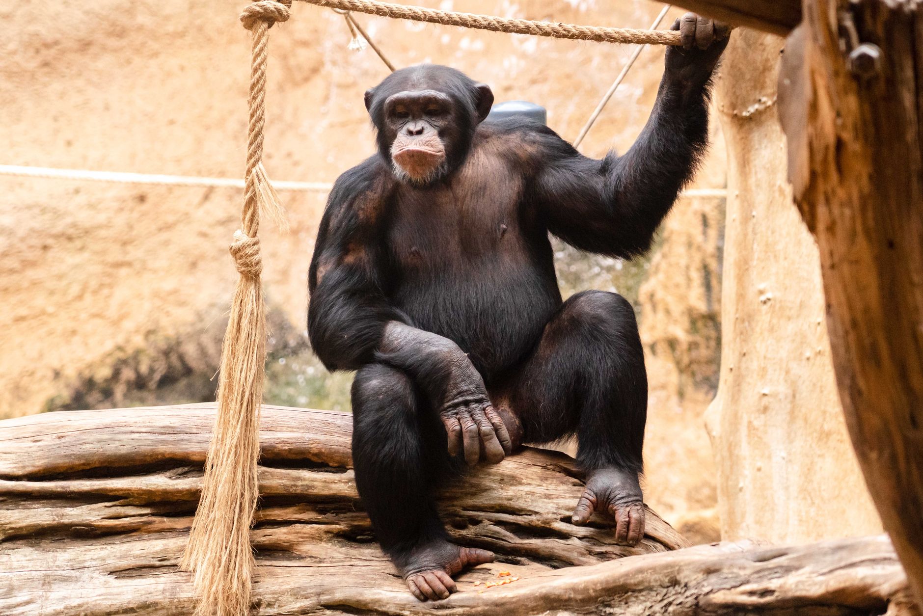 Kibale vs Nyungwe Chimp Trek: Best Park for You -- Photo by Atlantic Ambience on Pexels