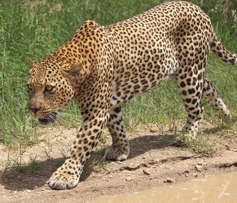 Serengeti Safari Shoulder Season: Save 40% on Costs -- Photo by Derek Keats on Pexels