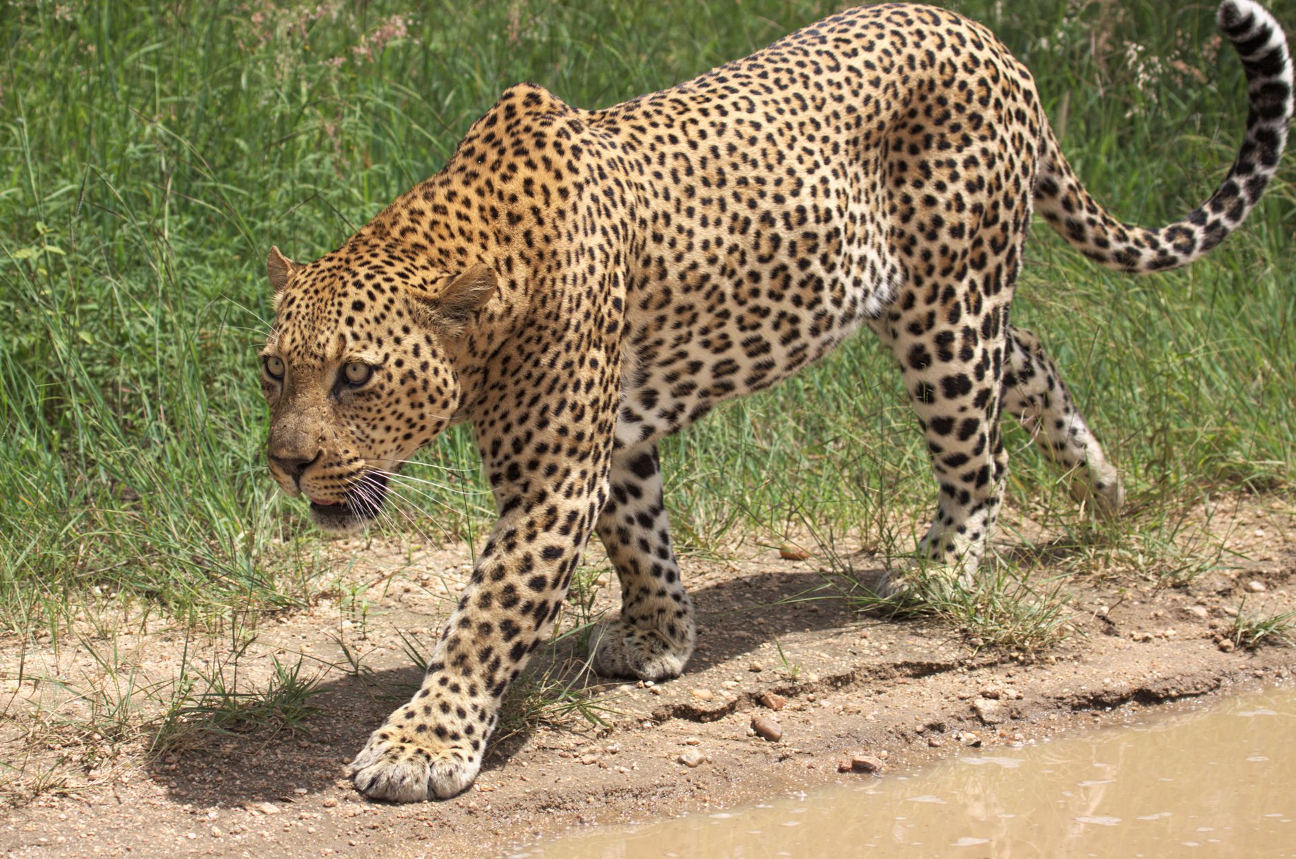 Serengeti Safari Shoulder Season: Save 40% on Costs -- Photo by Derek Keats on Pexels