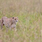 Serengeti Safari Refrigerator Medication: Safe Storage -- Photo by Hugo Sykes on Pexels
