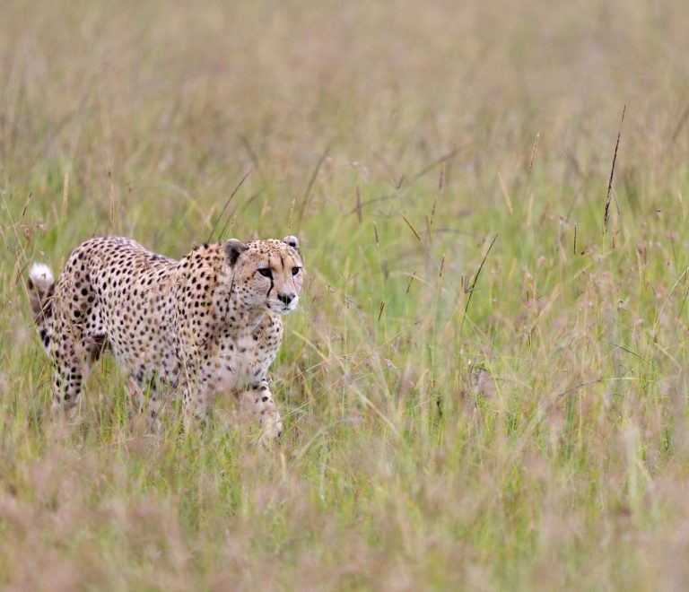 Serengeti Safari Refrigerator Medication: Safe Storage -- Photo by Hugo Sykes on Pexels