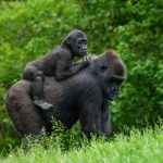 Bwindi Gorilla Trek: What to Expect (Hour by Hour) -- Photo by Jay Brand on Pexels