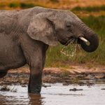 Serengeti vs Ngorongoro for Families: Best Choice -- Photo by Alex Ning on Pexels