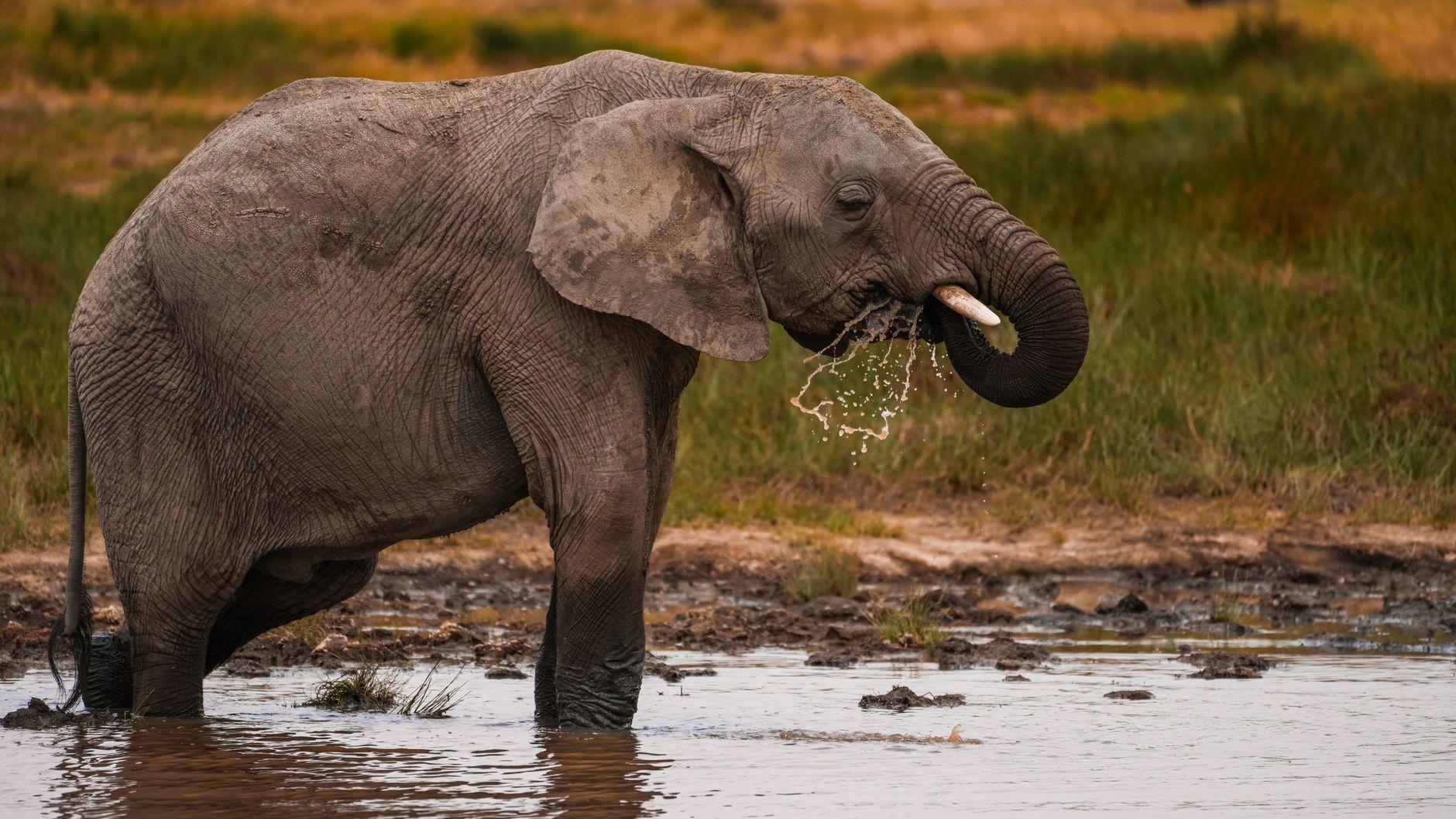 Serengeti vs Ngorongoro for Families: Best Choice -- Photo by Alex Ning on Pexels