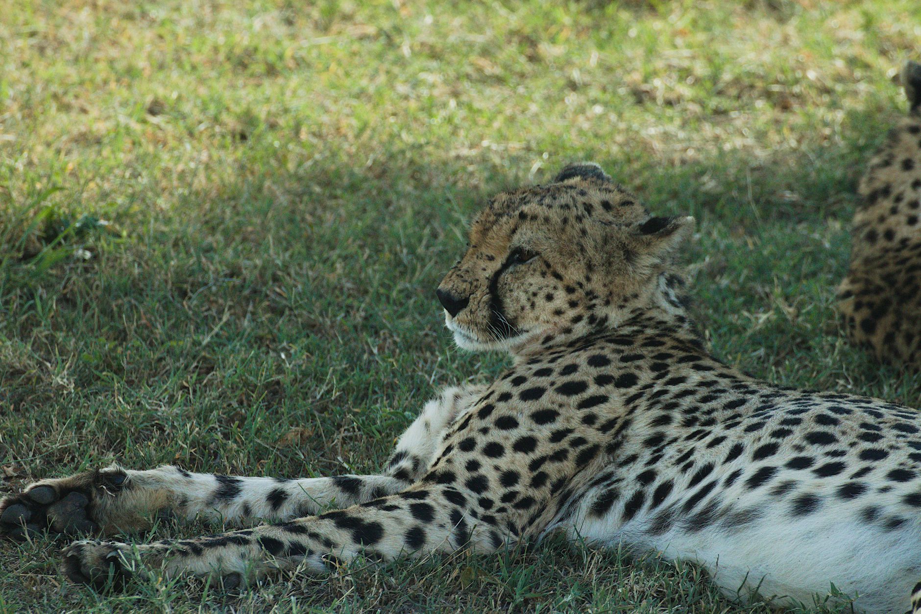 Serengeti Safari Nap Schedules Toddlers: 2-Day Plan -- Photo by Philipp Schwarz on Pexels