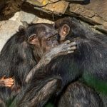 Kibale vs Nyungwe Chimpanzee Cost: 2026 Prices -- Photo by Guerrero De la Luz on Pexels