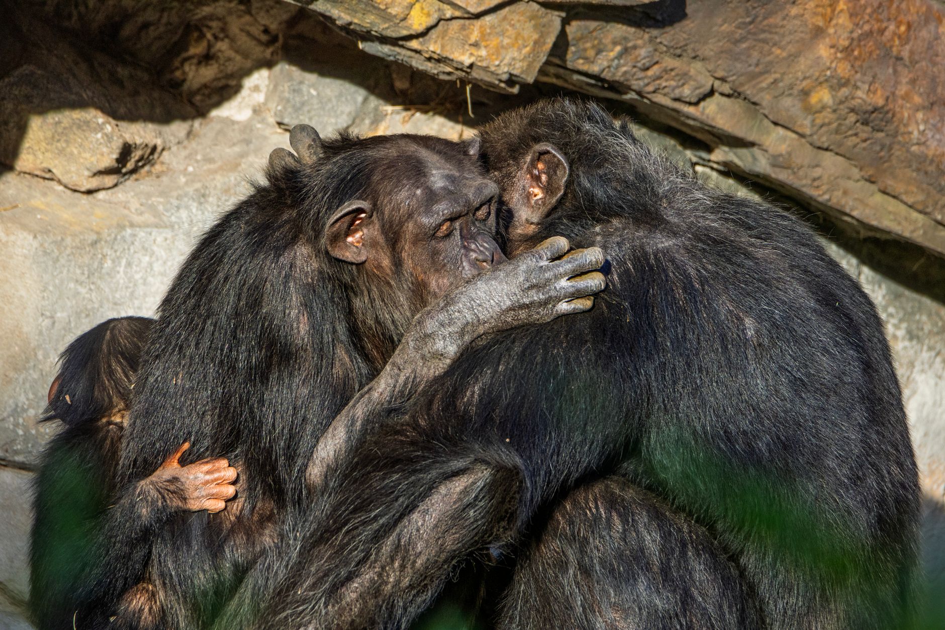 Kibale vs Nyungwe Chimpanzee Cost: 2026 Prices -- Photo by Guerrero De la Luz on Pexels