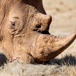 Can Safari Vehicles Fit Large Cameras? Kenya Space Tips -- Photo by Magda Ehlers on Pexels