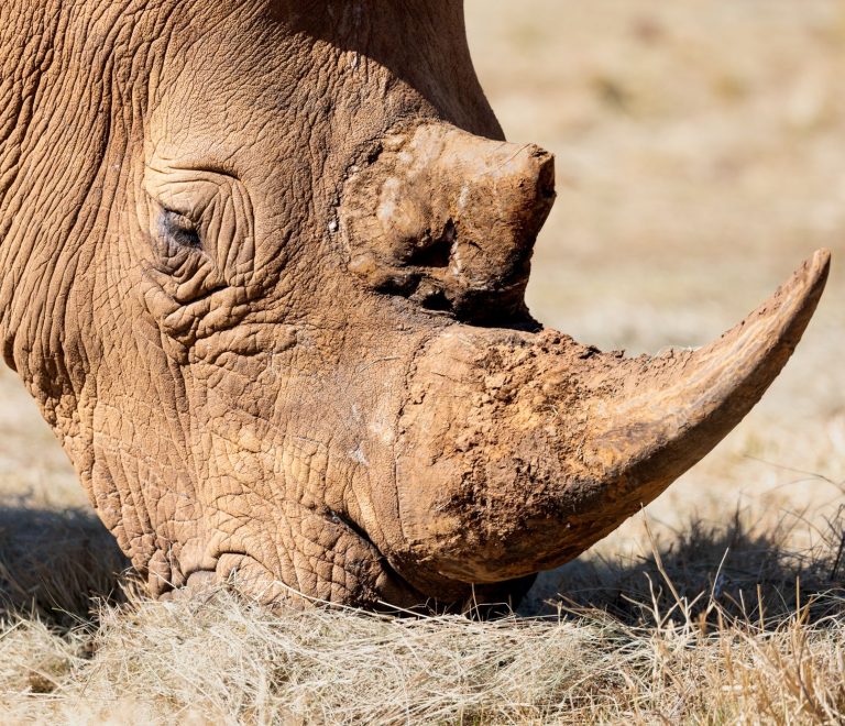 Can Safari Vehicles Fit Large Cameras? Kenya Space Tips -- Photo by Magda Ehlers on Pexels
