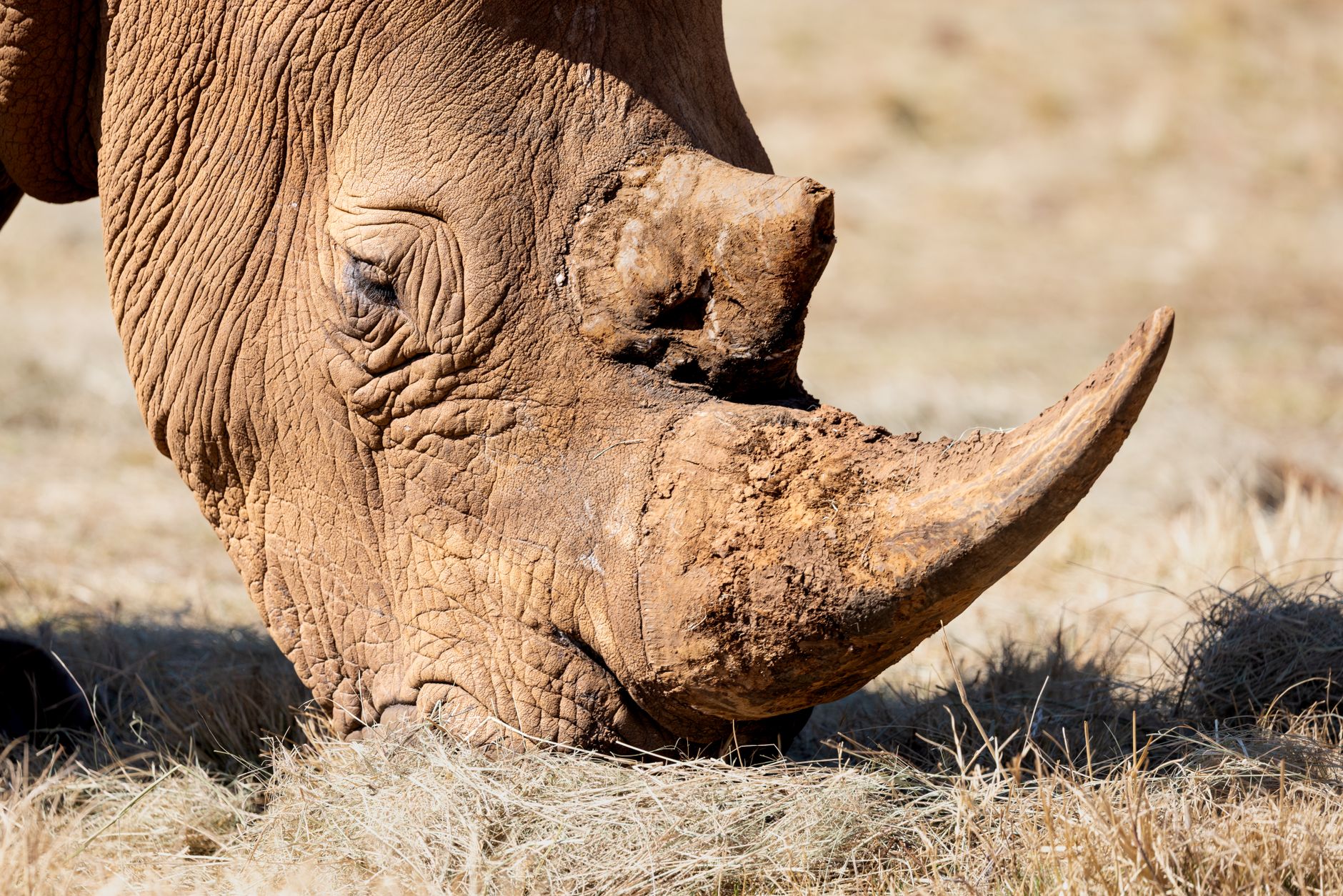 Can Safari Vehicles Fit Large Cameras? Kenya Space Tips -- Photo by Magda Ehlers on Pexels