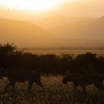Queen Elizabeth Safari Lion Photography: 7 Tips -- Photo by Vishva Patel on Pexels